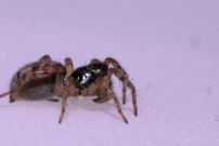 Une araigne loup, proie d'une femelle pompile (Araneae - Lycosidae  - Arctosa cf perita)